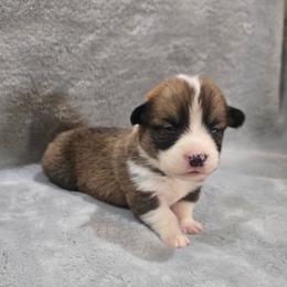Light Blue Collar Female - Red female Pembroke Welsh Corgi puppy in Tenino, Washington from LoneStar Corgis NW