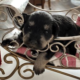 Girl 3 - Miniature Schnauzer puppy in Brighton, Michigan from Front Runner Miniature Schnauzers
