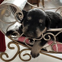 Girl 3 - Miniature Schnauzer puppy in Brighton, Michigan from Front Runner Miniature Schnauzers