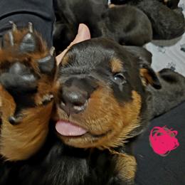 Rottweiler Puppies from Rottbies