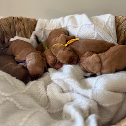 Golden Retriever Puppies from Pawmetto Goldens