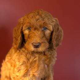 Cannoli (Pink collar) - Red  female Goldendoodle puppy in Seattle, Washington from Dream Lake Doodles