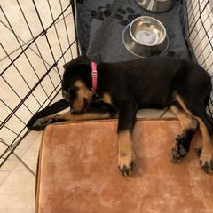Beauceron Puppies from Trésor de Beauté Beaucerons