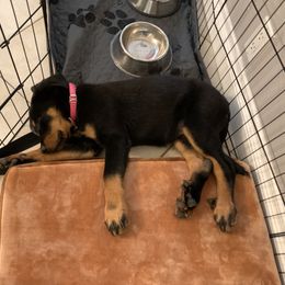 Beauceron Puppies from Trésor de Beauté Beaucerons
