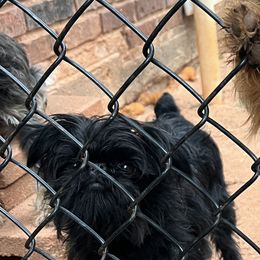 Brussels Griffon All Grown Up from Lavish Griffons