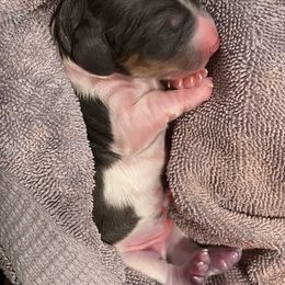 Dachshund puppies from Veronica's Dachshunds