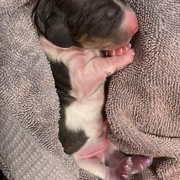 Dachshund puppies from Veronica's Dachshunds