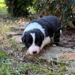 Boy 3 - Black and white male Border Collie puppy in Michie, Tennessee from Rivendell Border Collies