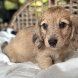 Atlas - Dapple male Dachshund puppy in Duncanville, Alabama from Bear Creek