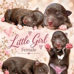Sassy - Liver female Miniature Schnauzer puppy in Magalia, California from NorCal Schnauzers