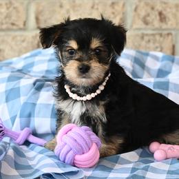 Cavalier King Charles Spaniels, Havapoos, Maltipoos, Morkies, and Yorkipoos from Happy Tail Puppies