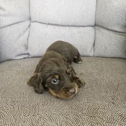 Australian Shepherd and Dachshund Puppies from Paisley’s Prissy Pups