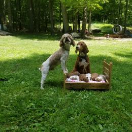 Poodle All Grown Up from Tales Of Joy