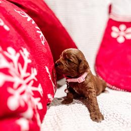 F1B Toy Goldendoodle Daisy - Red  female Goldendoodle puppy in Redding, California from Casa Delarosa Poodles & Doodles Collective