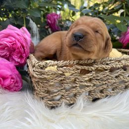Blue Boy - Dark golden Golden Retriever puppy in Gridley, California from Honey Bee Goldens