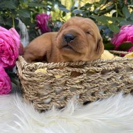 Blue Boy - Dark golden Golden Retriever puppy in Gridley, California from Honey Bee Goldens