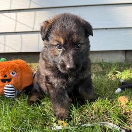 Miller - Sable female German Shepherd puppy in Pennock, Minnesota from Shakopee Creek German Shepherds