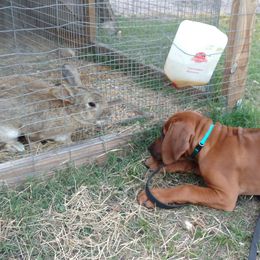 Rhodesian Ridgeback Puppies from Fawn Millette