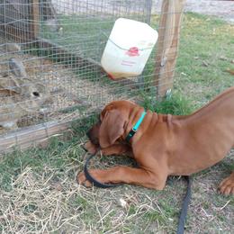 Rhodesian Ridgeback Puppies from Fawn Millette