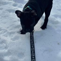 Companion Cross All Grown Up from Lady Liberty Frenchtons