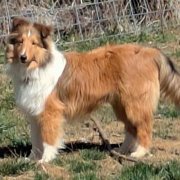 Shetland Sheepdog puppies from Romestar performance K9