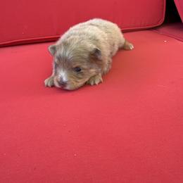 Lake - Chocolate merle male Pomeranian puppy in Texas from D&C Pomeranians