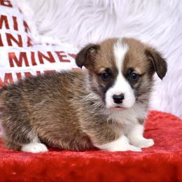 Ralphie - Sable male Pembroke Welsh Corgi puppy in Gober, Texas from Trigger Time Kennels