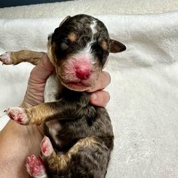 Blue Merle - Blue merle male Bernedoodle puppy in Holt, Missouri from Mindys Doodles