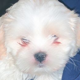 Shih Tzus from Booshie the Breeder