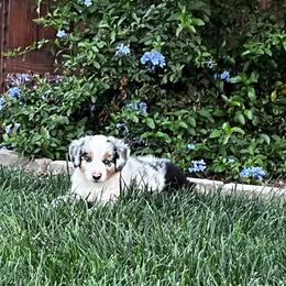 Blue Merle male two - Blue merle male Miniature Australian Shepherd puppy in Denair, California from CenCal Mini Aussies