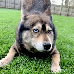 Kimera - Siberian Husky