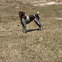 Kimber - German Shorthaired Pointer