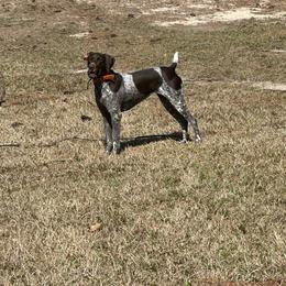 Kimber - German Shorthaired Pointer