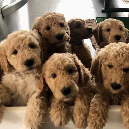 Goldendoodle Puppies from Columbia River Doodles