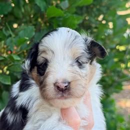 Fern - Blue merle white and tan female Shetland Sheepdog puppy in Windsor, Colorado from Shirehill Shelties