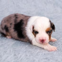 Sierra - Blue merle female Australian Shepherd puppy in Herriman, Utah from Painted Blue Aussies