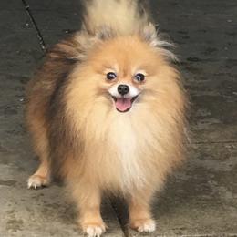 TuT  TuT - Pomeranian
