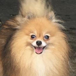 TuT  TuT - Pomeranian
