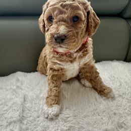 Juliet - Apricot female Goldendoodle puppy in New Britain, Connecticut from Goldendoodles Yorkiepoo Stars CT