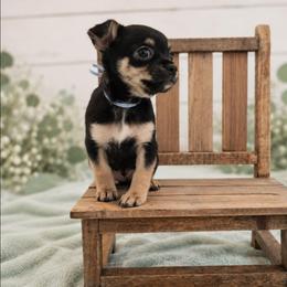 Black - Tan Smooth Coat Male - Black and tan male Chihuahua puppy in Nashville, Tennessee from Music City Chi’s