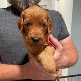 Pink - Red female Irish Doodle puppy in Surprise, Arizona from Huckleberry Doodles
