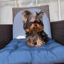 Chifito - Black and tan male Yorkshire Terrier puppy in Coral Springs, Florida from Jennipher's Yorkshire Terriers