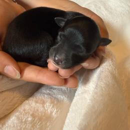 Caraxeys - Black & white male Australian Shepherd puppy in Kokomo, Indiana from North Central Aussies