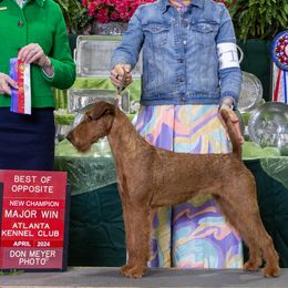 Irish Terriers from Thornton's Terriers