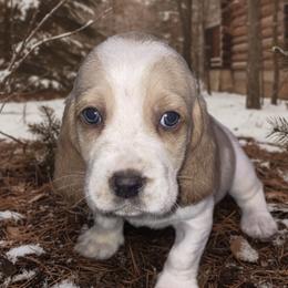 Brown collar - Red and white male Basset Hound puppy in Callao, Virginia from Walk The Line Basset Hounds