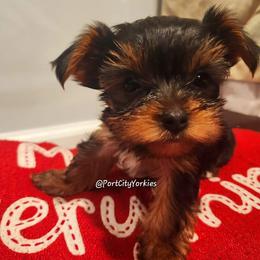 Yorkshire Terrier Puppies from Port City Yorkies LLC