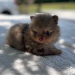 KitKat - Chocolate merle female Pomeranian puppy in Stuart, Virginia from Lil Aussie Posse