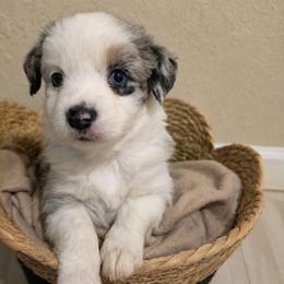 Covie - Blue merle female Miniature American Shepherd puppy in Bristol, Tennessee from Riverstone Aussies