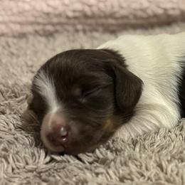 Dachshund Puppies from Whitesboro Dachshund