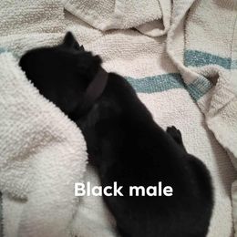 Black male - Black male Belgian Malinois puppy in Fort Worth, Texas from North Texas Working Malinois